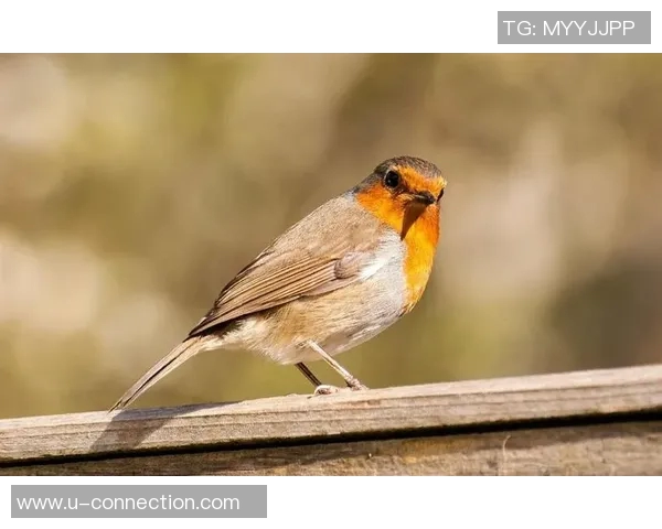 小鸟这一昵称背后隐藏的足球明星是谁揭秘他的传奇故事与成就